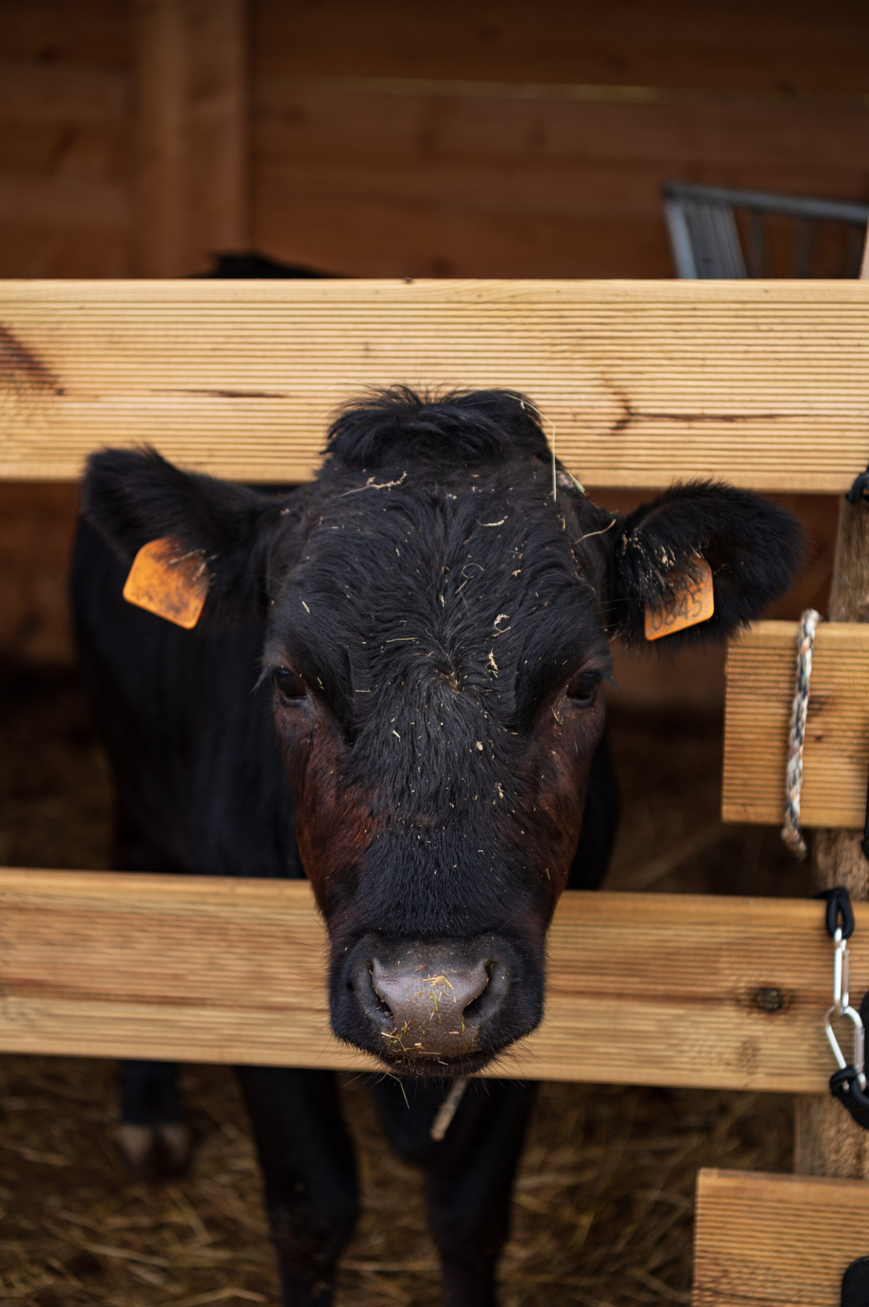 Agriturismo con animali in Toscana